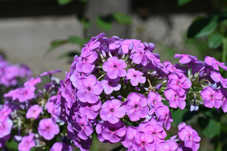 Phlox paniculata is a species of flowering plant in the phlox family.の写真素材