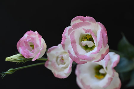 Beautiful eustoma flowers on black background, close-upの写真素材