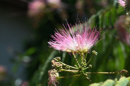 Pink flower of Mimosa pudica in the garden on blurred backgroundの写真素材