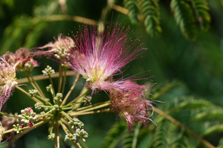Close up of pink flowers of Albizia julibrissinの写真素材