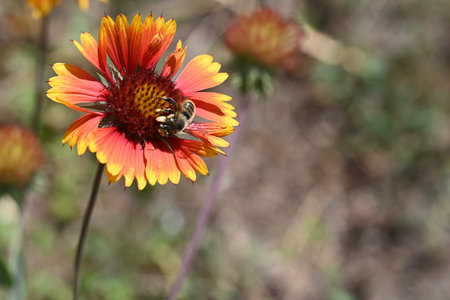 Bee on a red flower of Gaillardia pulcherrimaの写真素材