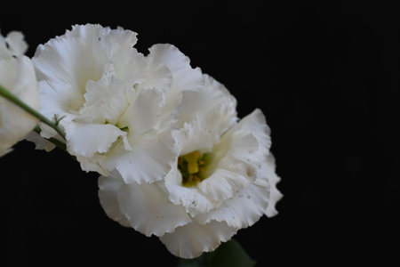Beautiful white freesia flower isolated on black background. Close up.の写真素材