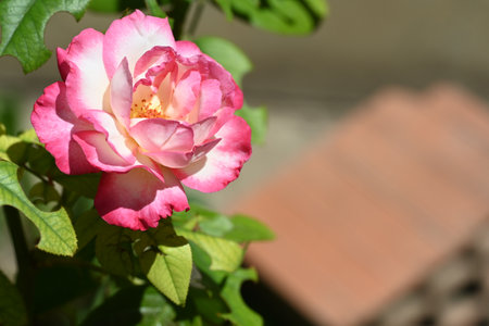pink and white rose in the garden, closeup of photoの写真素材