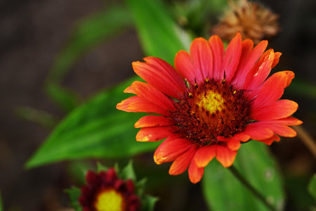 Red flower of Gazania (Gaillardia grandiflora)の写真素材