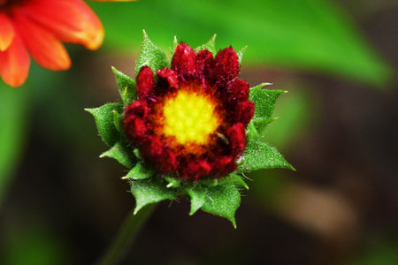 Red flower in the garden. Close up. Selective focus.の写真素材