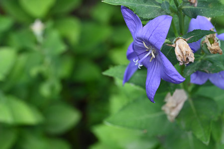 Campanula grandiflora, commonly known as bellflowerの写真素材