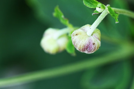 Close up of a flower bud on a vine in the garden.の写真素材