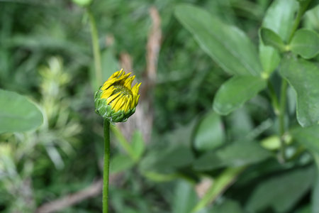 Yellow flower on green background, closeup of yellow flower in gardenの写真素材