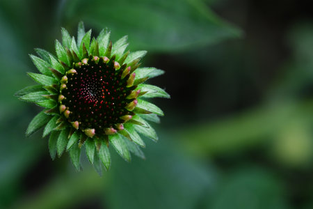 Echinacea purpurea, commonly known as coneflowerの写真素材