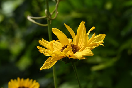 Yellow flowers in the garden on a sunny day. Shallow depth of fieldの写真素材