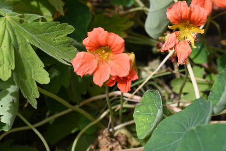 Nasturtium flowers in the garden, closeup of photoの写真素材