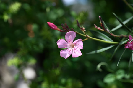 pink oleander flower in the garden on a sunny dayの写真素材