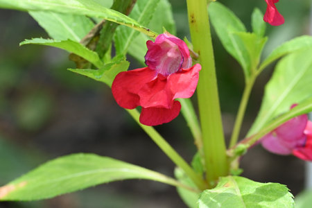 Close up of a red flower on a plant in the garden.の写真素材