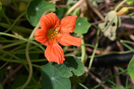 Orange nasturtium flower in the garden, closeup of photoの写真素材