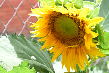 Beautiful yellow sunflower in the garden on a sunny summer dayの写真素材