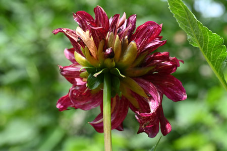 Dahlia flower in bloom, close-up, macro photographyの写真素材