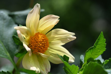 Yellow dahlia flower in the garden, close-up.の写真素材