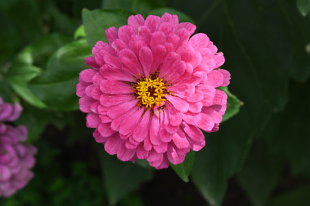 pink zinnia flower in the garden with green leaf backgroundの写真素材