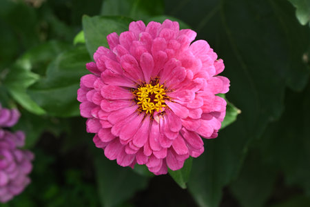 pink zinnia flower in garden, closeup of photoの写真素材