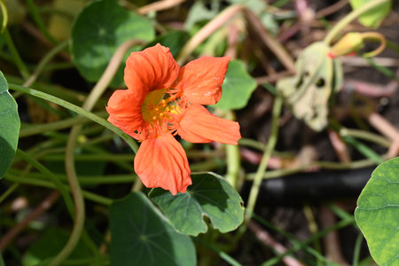 Orange nasturtium flower with green leaves in the garden.の写真素材