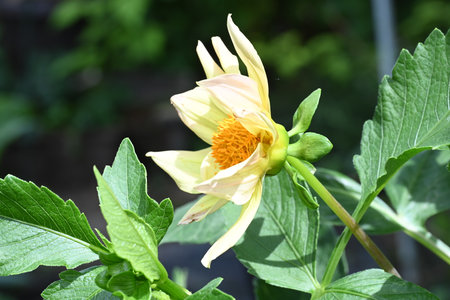 Yellow dahlia flower with green leaves in the summer garden.の写真素材