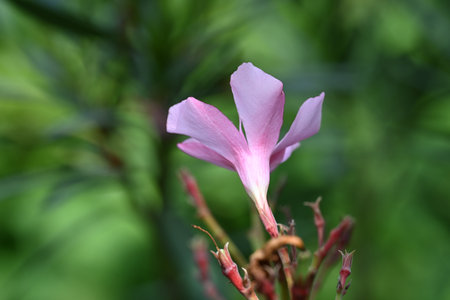 Pink oleander flower in the garden, closeup of photoの写真素材