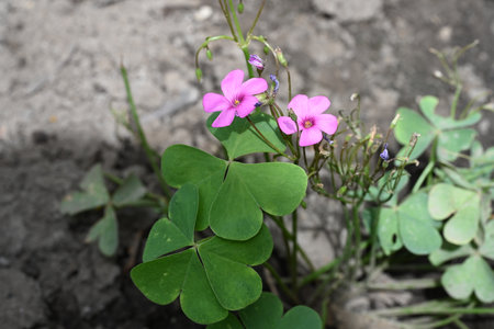 Close up of a four-leaved clover (Oxalis alba)の写真素材