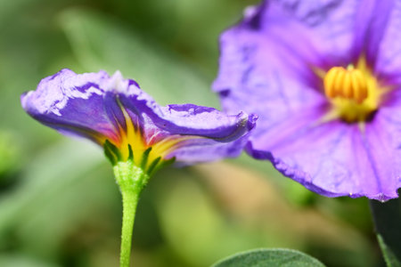 Purple flower in the garden with shallow depth of field and blurred background.の写真素材