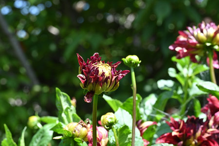 Dahlia flower in the garden on a sunny summer day.の写真素材