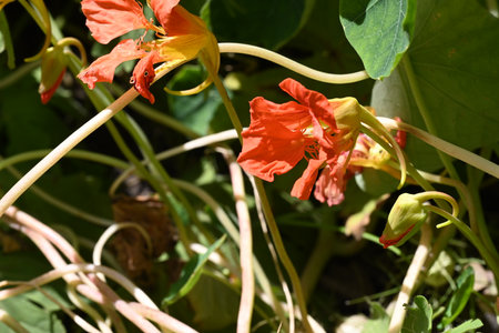 Nasturtium flowers in the garden, closeup of photoの写真素材