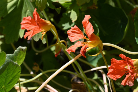 Orange flowers of nasturtium (Nasturtium)の写真素材