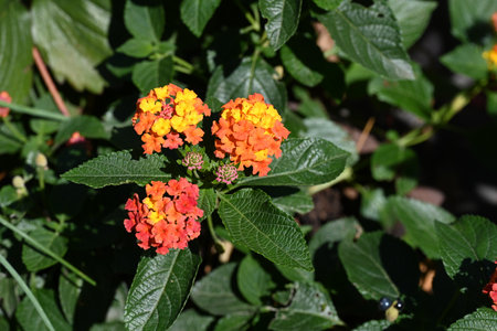 Lantana camara is a species of flowering plant in the family Lantana native to South Africa.の写真素材