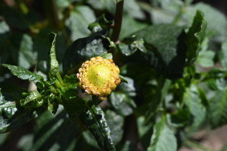 Close up of a yellow flower on a green background in the gardenの写真素材