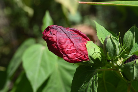 Red hibiscus flower in the garden on a sunny dayの写真素材