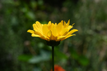 Close up of a yellow daisy flower in a garden setting.の写真素材