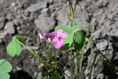 Small purple flowers of the ginkgo biloba in the gardenの写真素材
