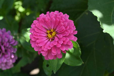 Zinnia elegans, Zinnia violacea Cav.の写真素材