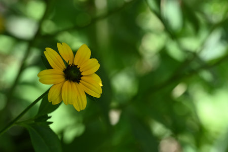 Yellow flower on a green background. Shallow depth of field.の写真素材