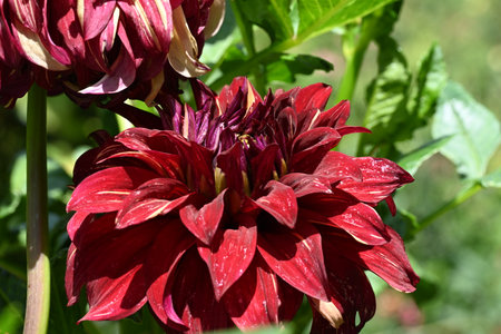 Red dahlia flower in the garden on a sunny summer dayの写真素材