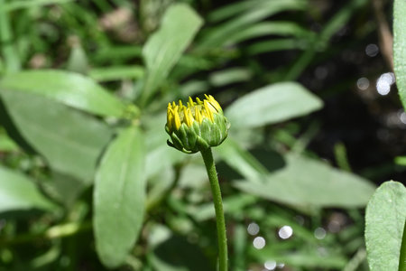 Yellow Zinnia flower in the garden on blurred background of green grass.の写真素材
