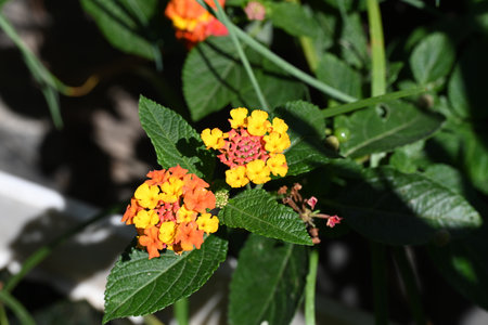 Lantana camara is a species of flowering plant in the Lantana family.の写真素材