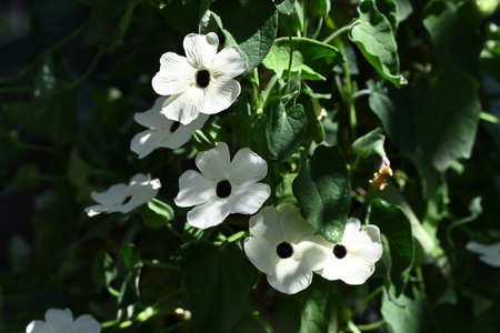 White flowers in the garden on a sunny summer day close-upの写真素材