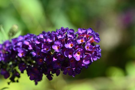 Close up of a purple butterfly bush (Buddleja davidii)の写真素材