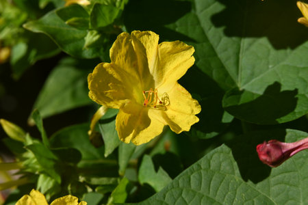 Flower of a jalapa, jalapa grandifloraの写真素材
