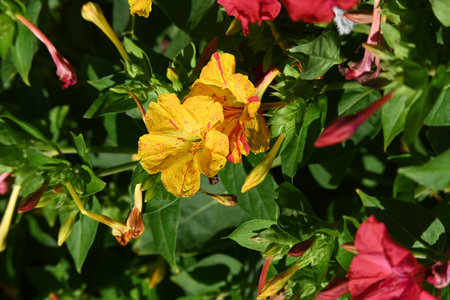 Mirabilis jalapa, also known as the Mexican jalapaの写真素材