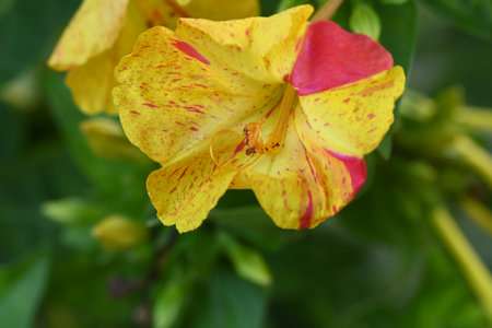 Mirabilis jalapa, also known as the jalapa.の写真素材