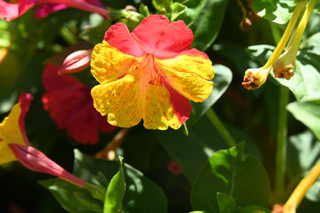Mirabilis jalapa,Gran Canaria,Spainの写真素材
