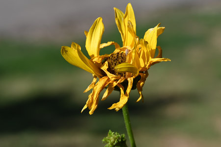 Yellow flower of rudbeckia on a background of green grass.の写真素材
