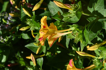 Mirabilis jalapa, also known as the mirabilis or jalapa.の写真素材
