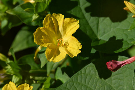 Close up of a yellow flower with green leaves in the background.の写真素材